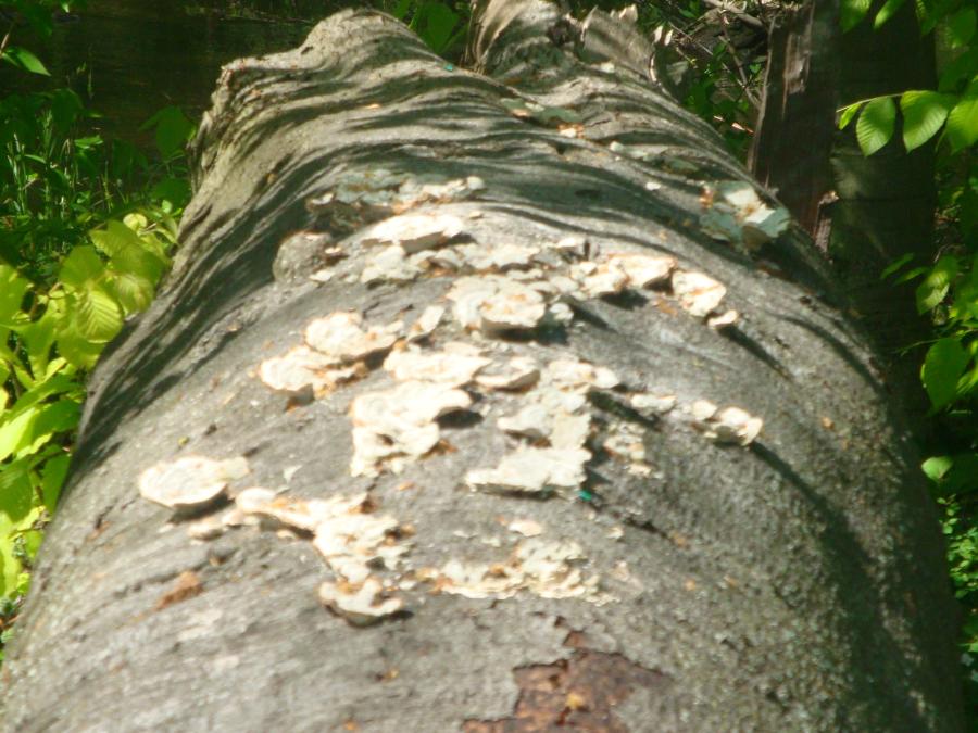 white lichen growing on fallen log and green foliage