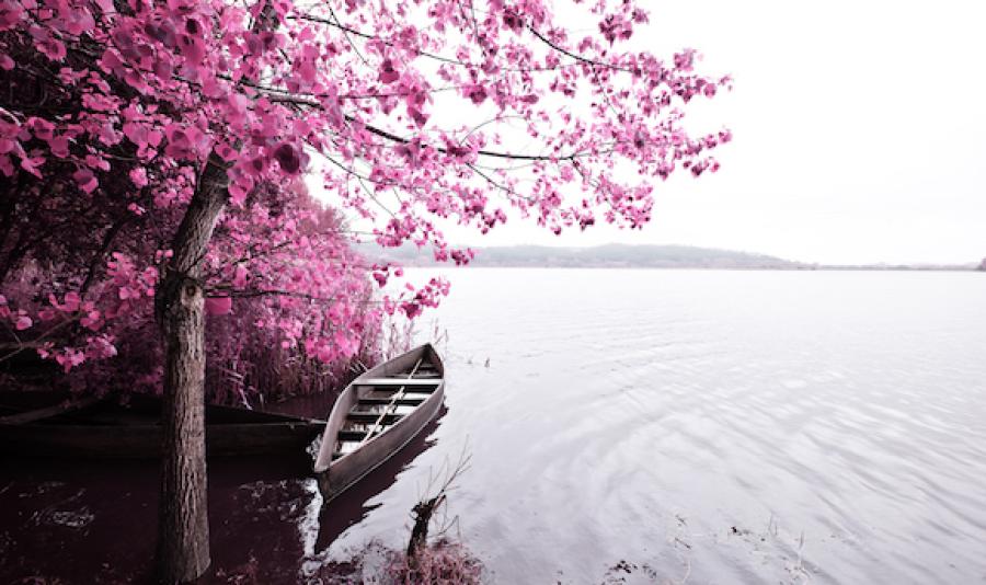 Boat under blossoming tree on lake shore