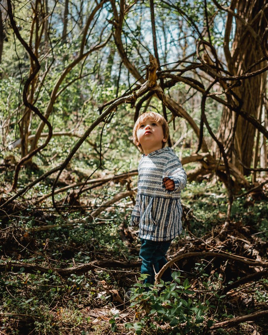 Child looking up at tree