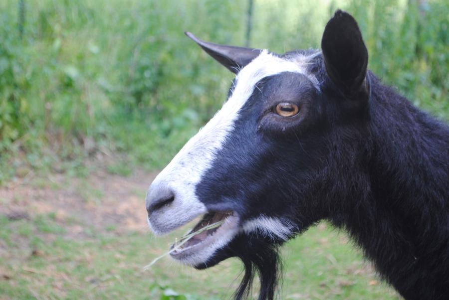 black and white goat chewing on grass