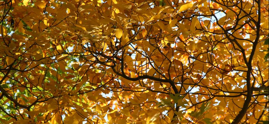 Tree canopy filled with fall leaves