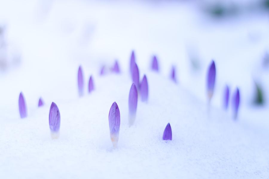 Flowers pushing up through snow in spring