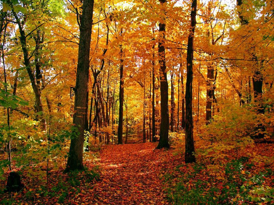wooded path in autumn with red and yellow leaves