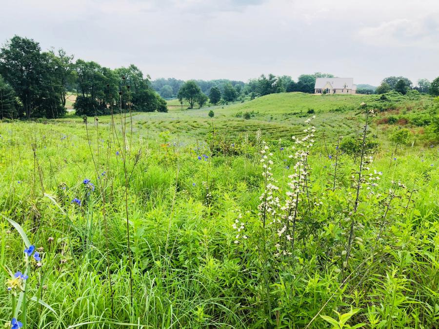 springtime field with GilChrist's Windhill house in distance