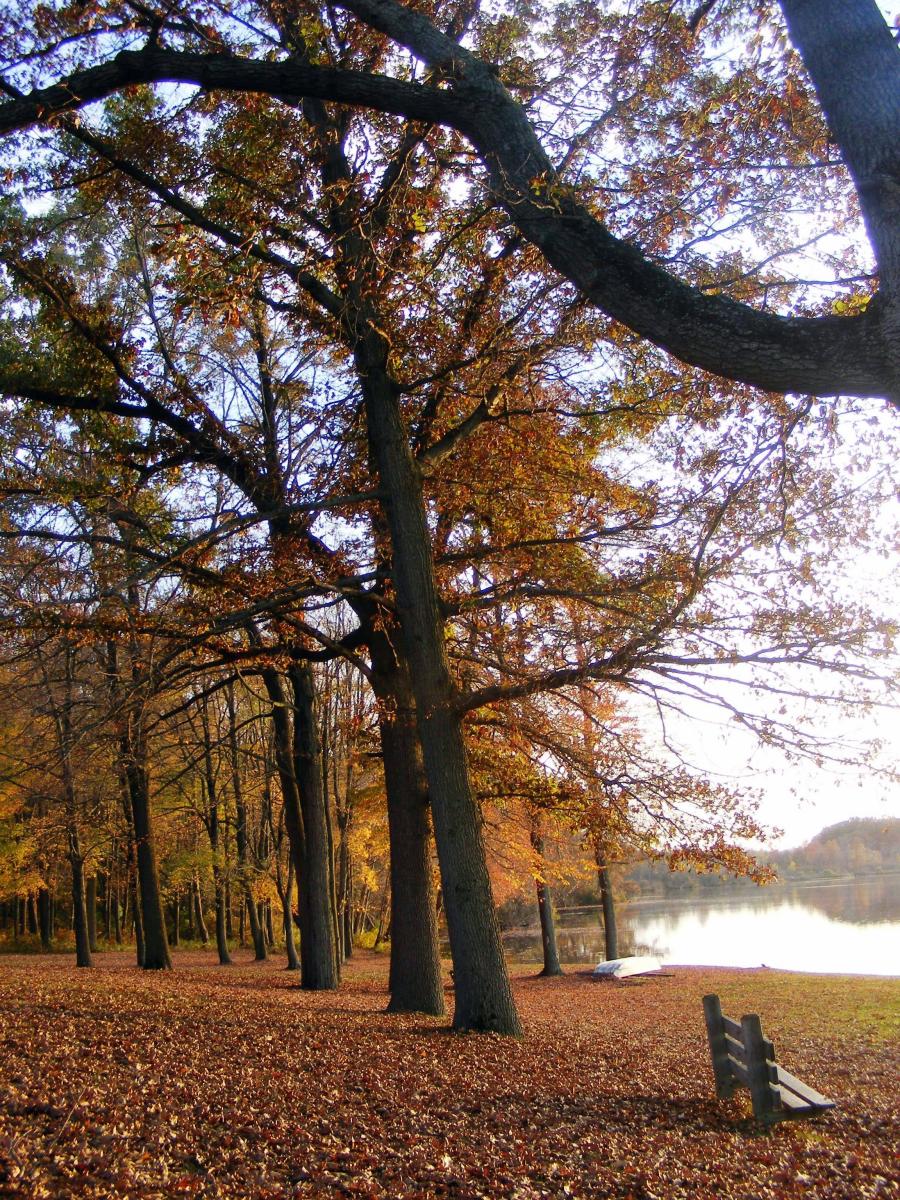 bench by water's edge in fall forest