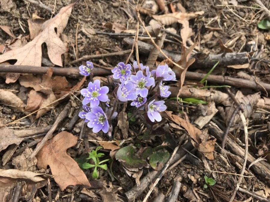 purple primrose amid fallen leaves