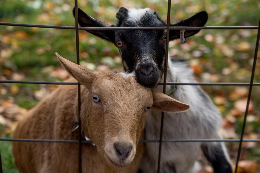 brown goat and black and white goat look through a wire fence