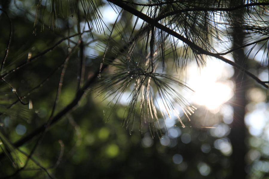 pine and sunlight