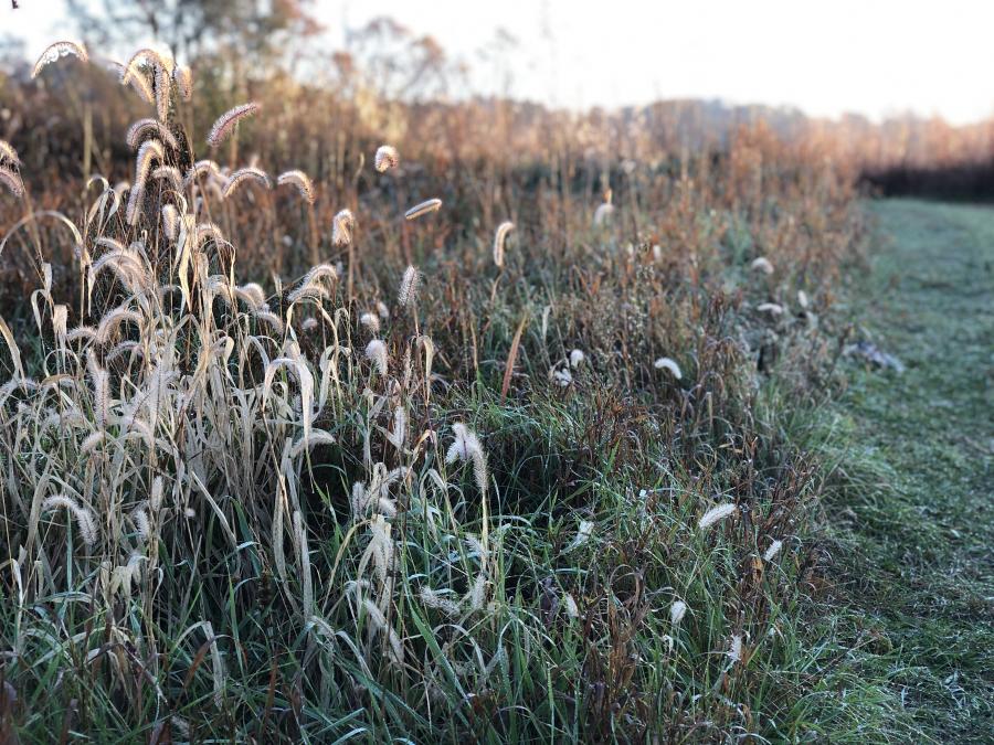 brown and green grasses by frosty path