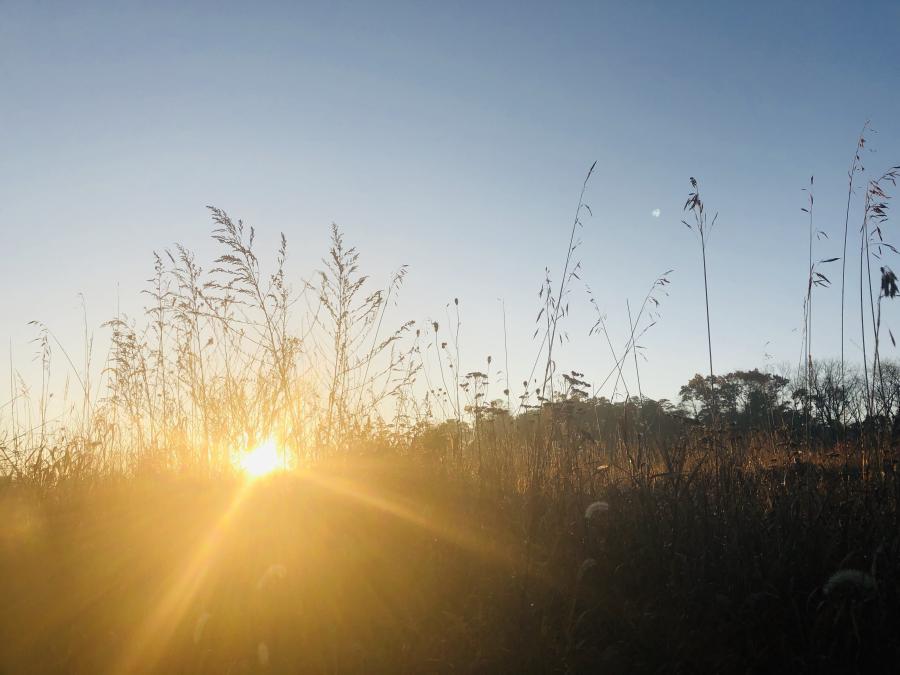 sun shining through tall grass in field