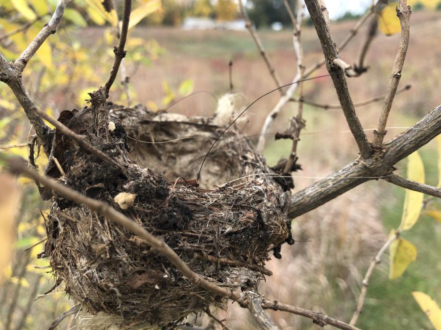 bird nest in tree branches