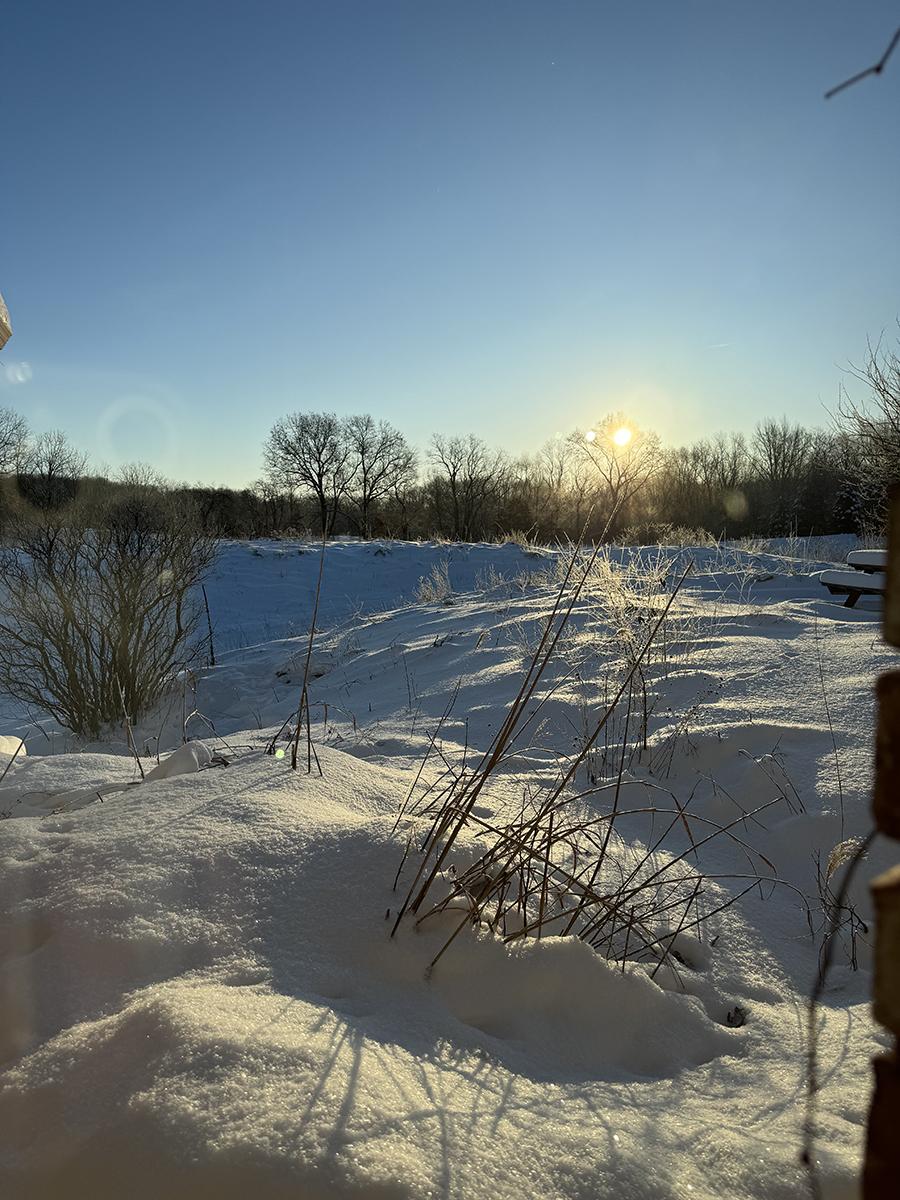 grass through snow on sunny day