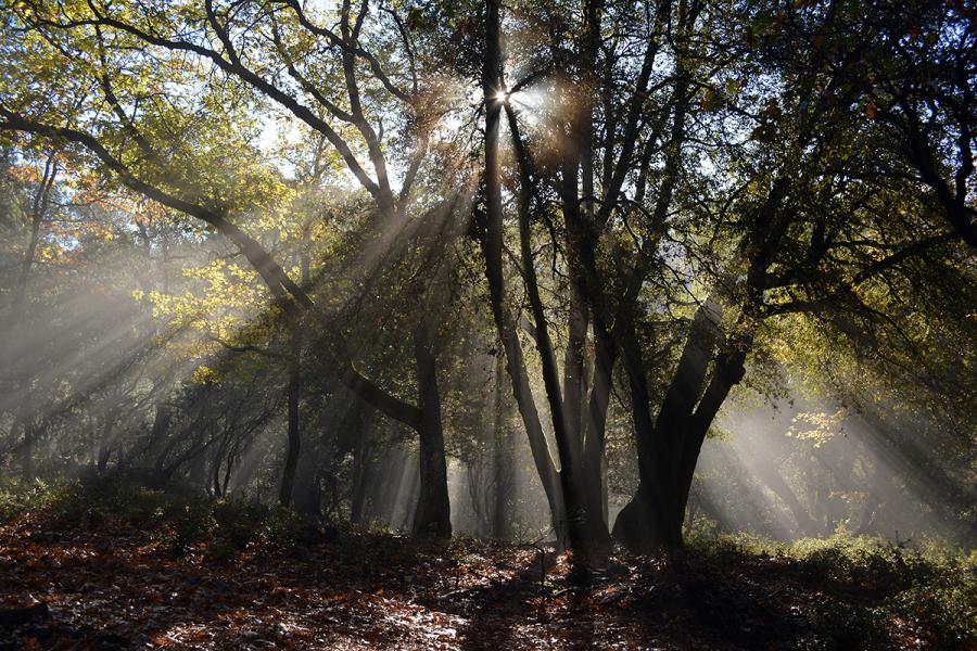 sun shining through branches of trees