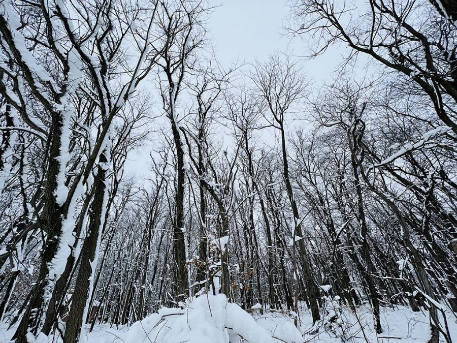 winter scene of trees covered with snow