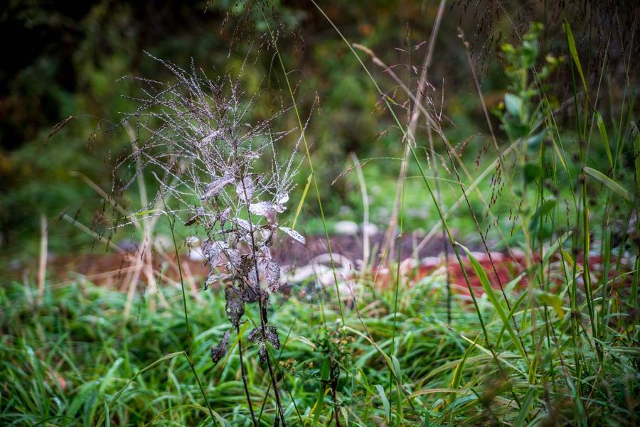 brown grasses in foreground with medicine wheel in backgroun