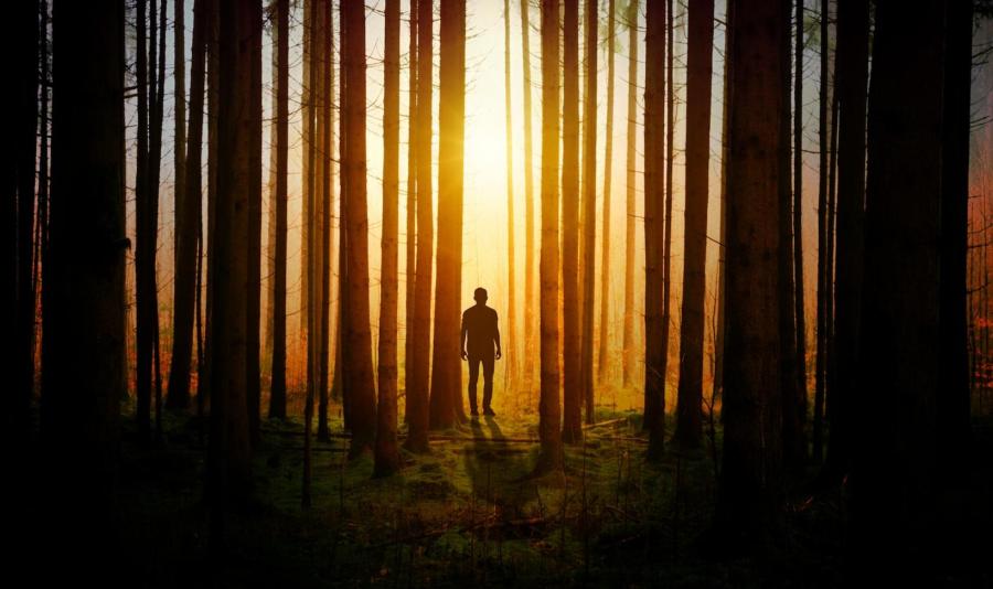 Silhouette of man in forest at sunset