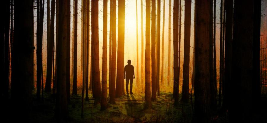 Silhouette of man in forest at sunset