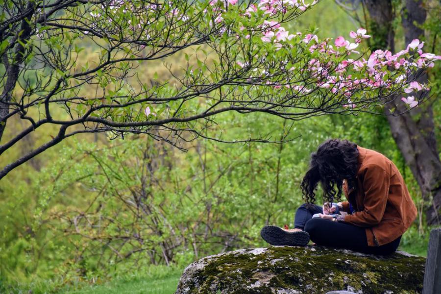 woman sitting on a rock journaling with flowering tree in foreground