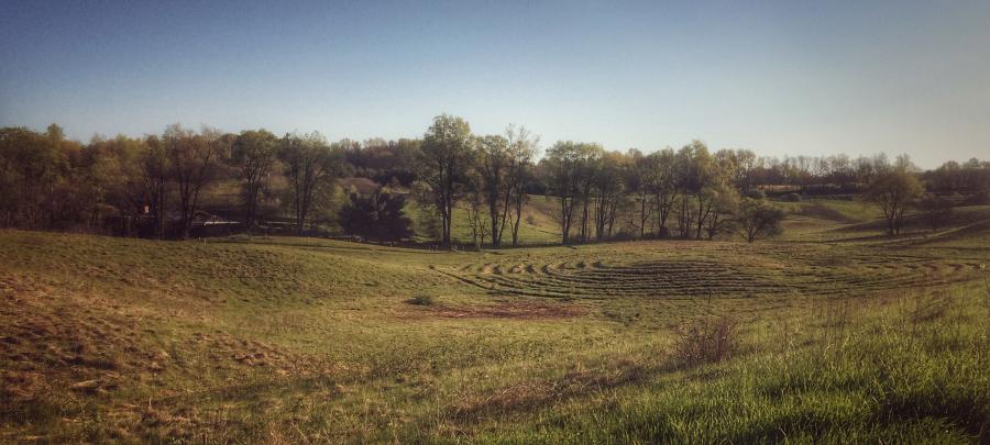 mown labyrinth in spring field
