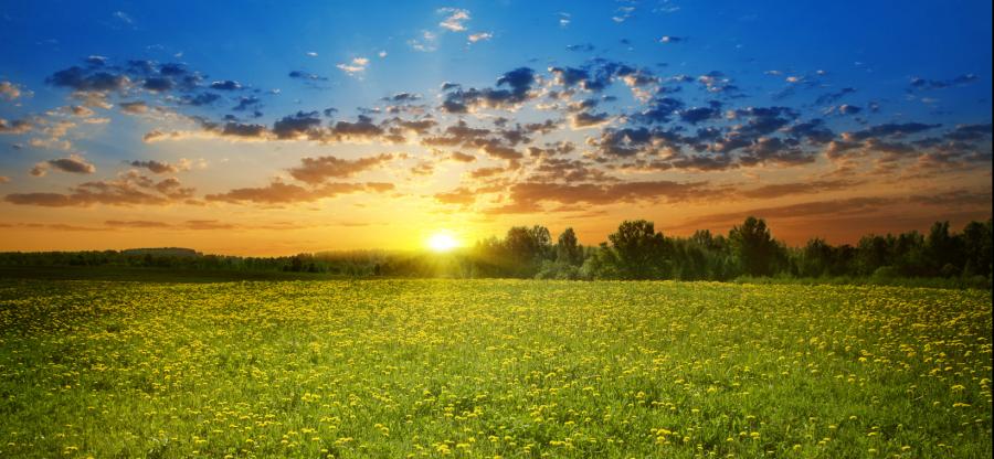 Sunset illuminates field of grass