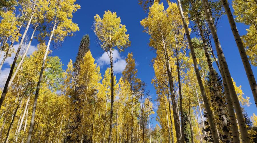 Low viewpoint vantage of Aspen trees in fall against a blue sky