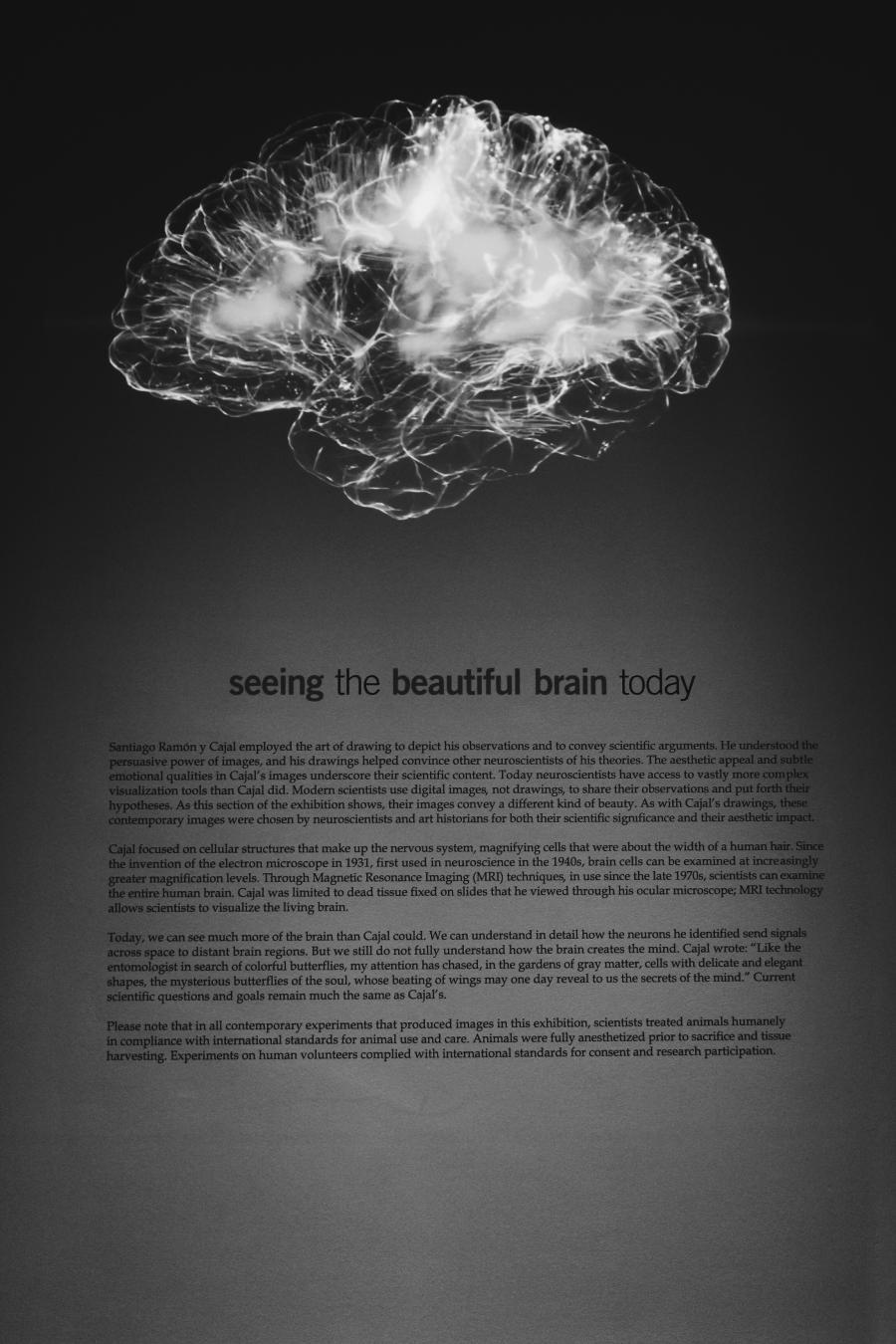 brain image similar to MRI