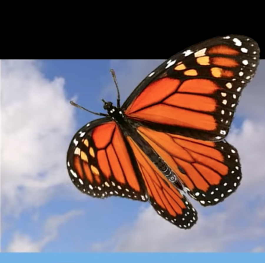 Being with energy of forgiveness butterfly thumbnail