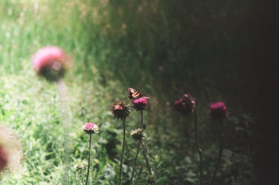 yellow butterfly on purple flower