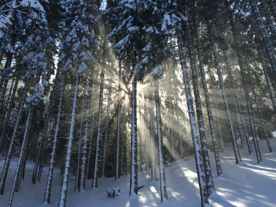 sun through pine forest in winter