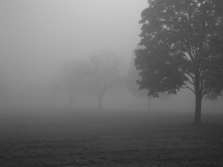 trees and field in fog