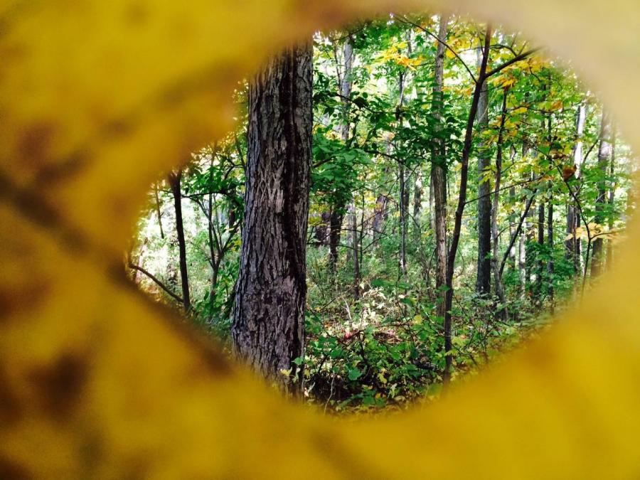 view of forest through hole in leaf