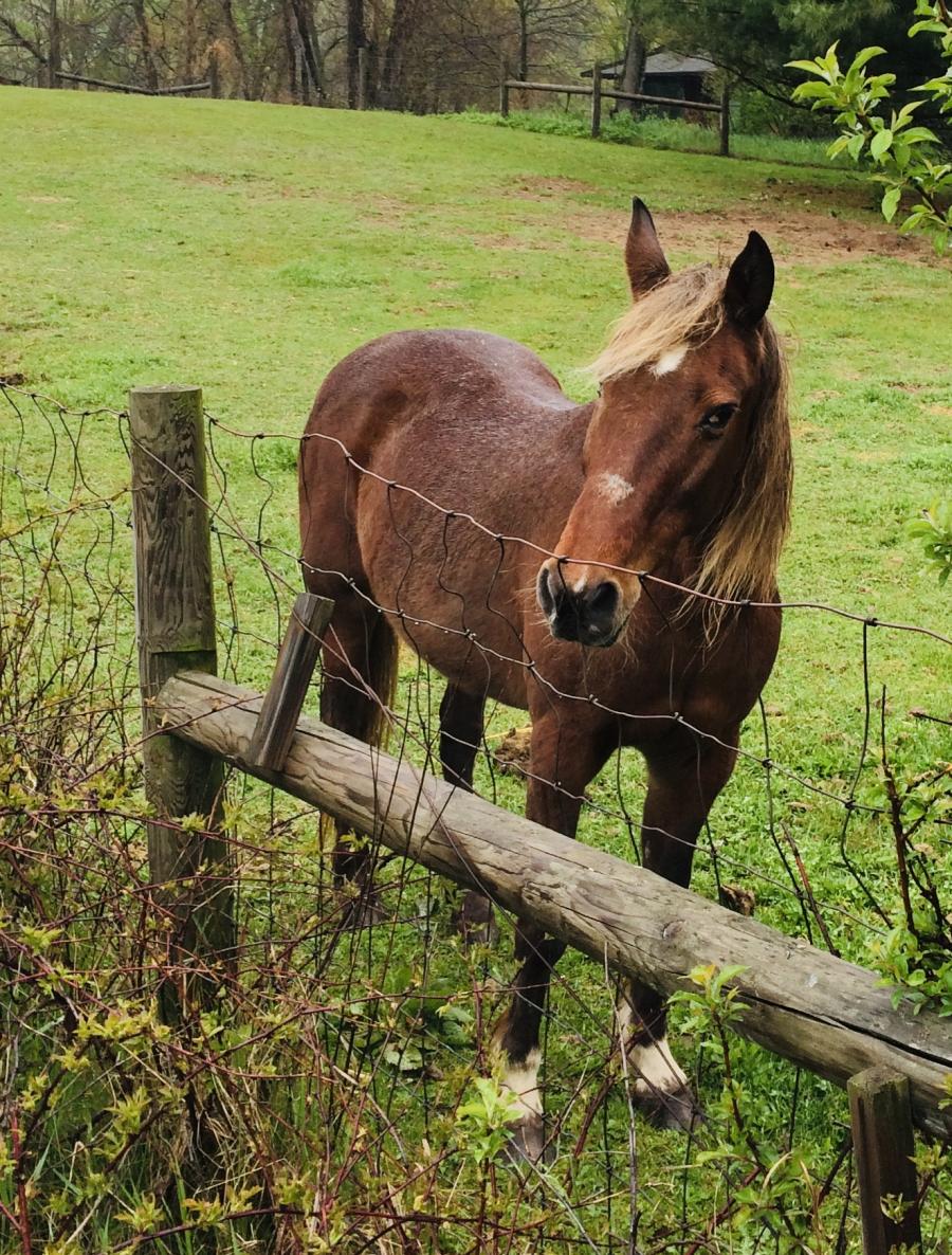 brown horse standing behind fence