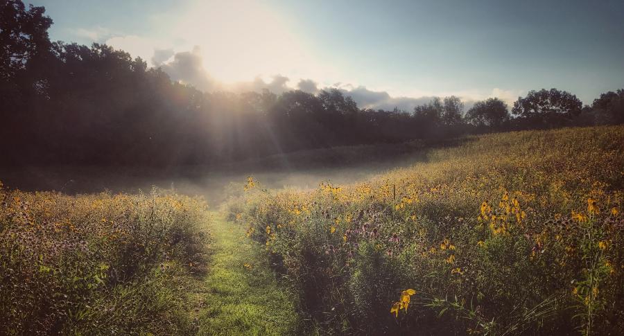 sun shines over wildflower prairie with green path