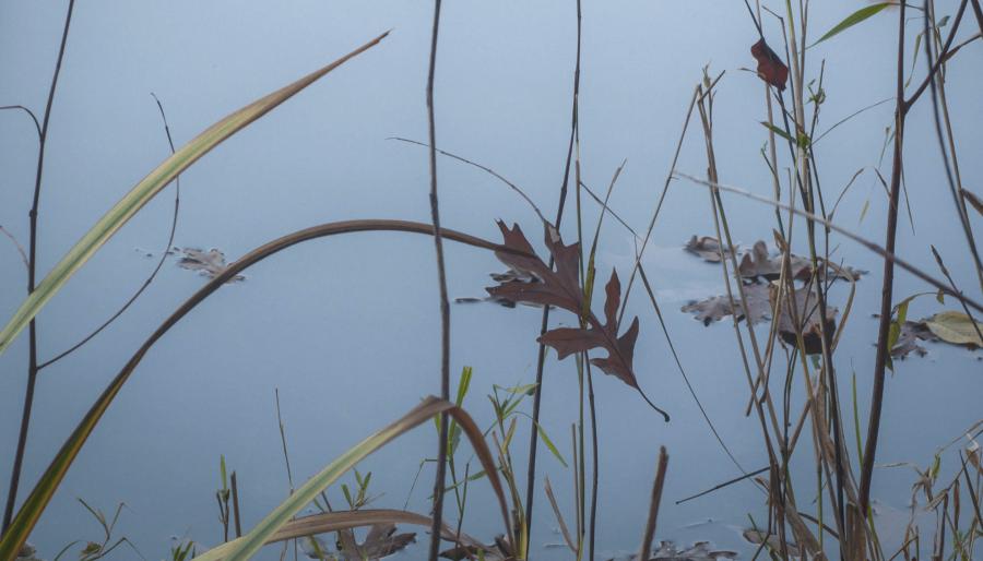 fall leaves float on water with grasses in foreground